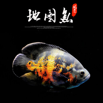 黑地图白地图鱼猪仔鱼花猪鱼中大型淡水鱼热带宠物观赏鱼活体 10cm