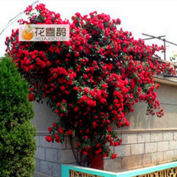 花喜鹊  阳台庭院花卉盆栽 多花蔷薇苗 玫瑰当年开花爬墙藤蔓绿植物 爆炸
