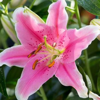 重瓣百合带芽香水百合种球多年生球根花卉植物阳台盆栽庭院地栽 索邦