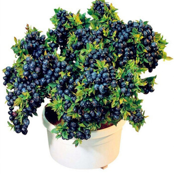 买一送三 盆栽蓝莓苗 阳台蓝莓树苗 果树苗 花