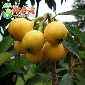 盆栽地栽枇杷树苗大五星白沙盆栽嫁接南方品种琵琶树苗当年结果早五星10年苗 图片价格品牌报价 京东