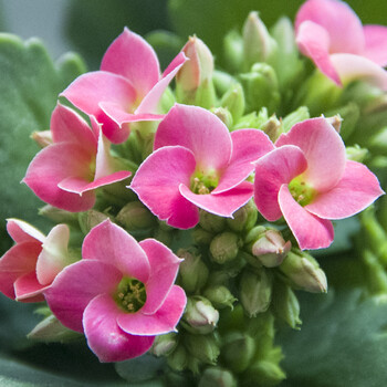 长寿花盆栽重瓣巴黎单瓣带花苞花卉绿植室内植物吸甲醛满就 单瓣粉色