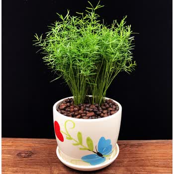 天门冬【蝴蝶】中草药 含盆