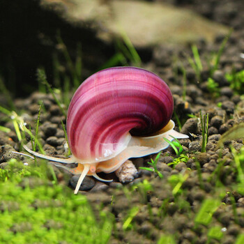 水族大师 神秘螺观赏螺活体除藻螺 水族箱鱼缸除藻