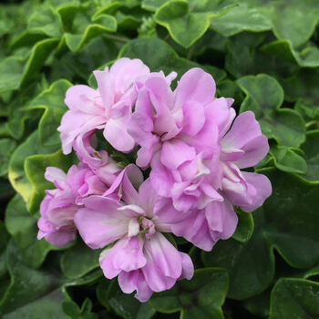 上芯天竺葵枝条sn4429 绿眼睛 不含盆_现价-1元