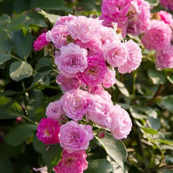 绿植6年大苗 庭院室内花卉盆栽植物 十姐妹蔷薇【2颗 生根粉 肥料】