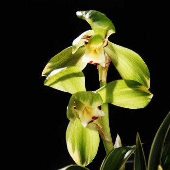 qianiu兰花苗春兰金富贵金边矮种兰花盆栽植物办公室内阳台花卉 金