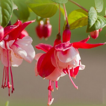 倒挂金钟盆栽 倒挂金钟苗室内绿植 灯笼花盆栽 灯笼花苗 四季开花 21