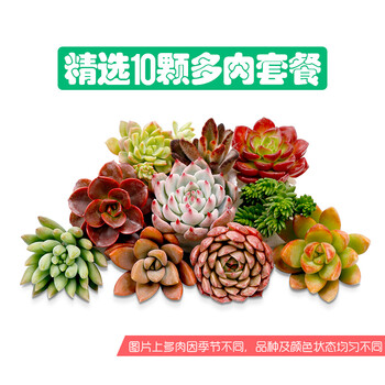 多肉植物新手套餐组合室内阳台绿植花卉盆多肉组合植物花卉绿植盆景多肉10颗萌肉品种随机不重复 不含盆土 图片价格品牌报价 京东 多肉植物新手套餐组合室内阳台绿植花卉盆多肉组合植物花卉绿植盆景多肉10颗萌肉品种随机不重复 不含盆土 图片价格品牌报价 京东