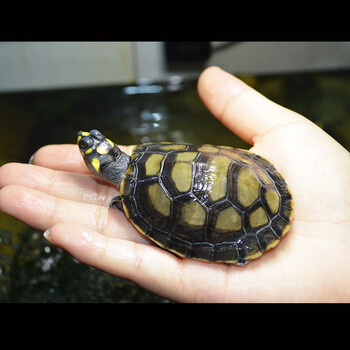 忍者神龟活体深水龟观赏龟黄色的头龟吃垃圾清洁龟吃鱼屎 10-11厘米