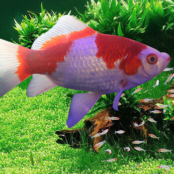 观赏鱼金鱼活体冷水鱼宠物鱼活体水族箱养鱼 草金鱼(颜色品种随机2条)