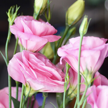 洋桔梗洋橘梗鲜花云南昆明鲜切花 家庭鲜花包月套餐全国 粉红色 一扎