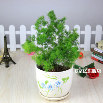 美家亿室内盆栽蓬莱松盆景四季常青植物观赏型桌面摆放花卉含盆30厘米左右高含陶瓷花盆 图片价格品牌报价 京东