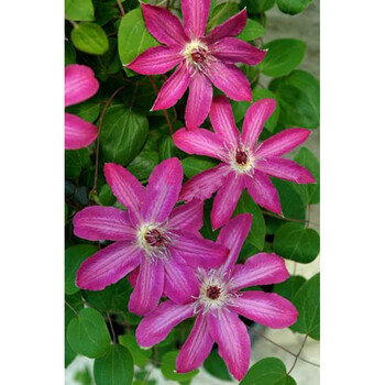 qianiu铁线莲 如梦 超新星 枝条已修剪到5厘米发货 春天风暴1年 含盆