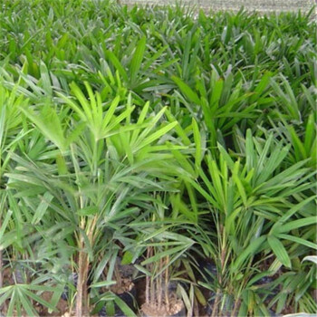 常绿观叶植物种子棕竹种子观音竹种子筋头竹棕榈竹矮棕竹 50粒