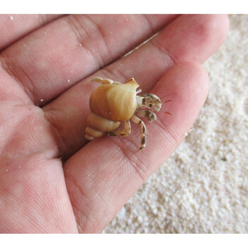 1-2cm寄居蟹陆地生淡水活体迷你观赏小螃蟹桌面微宠物 买 紫色1-2cm