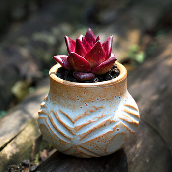 花络阁罗宾多肉植物冬云萌肉肉植物盆栽绿植 图片价格品牌报价 京东