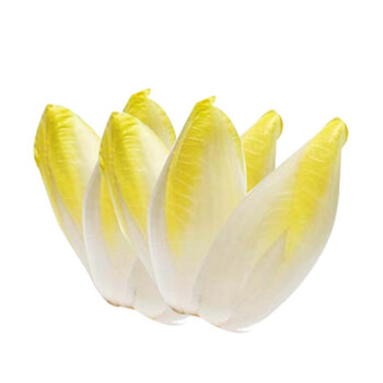 【滨州扶贫馆】菊苣金玉兰2500g 新鲜蔬菜