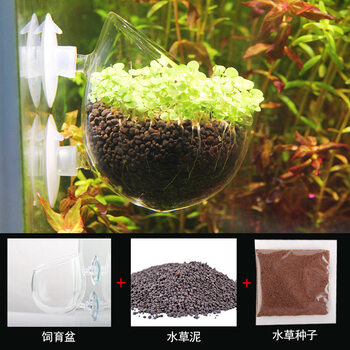 水草养育盆水草培育杯水草杯水草造景杯盆鱼缸装饰水族箱造景套餐玻璃饲育盆 水草泥 水草种子 图片价格品牌报价 京东