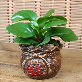 植物净化空气去甲醛喜阴办公桌绿植盆栽 .