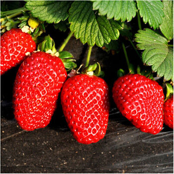 阳台盆栽草莓苗 红颜草莓 奶油草莓 攀援草莓 当年结果 c 红珍珠草莓