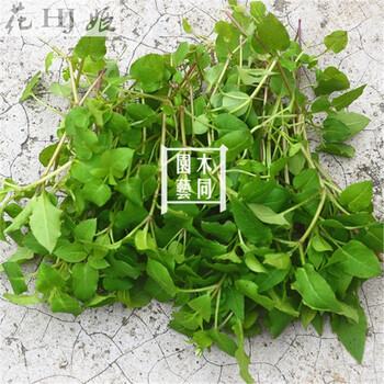 花姬繁缕种子和苗鹅肠菜蔬菜野菜籽阳台盆栽种子1克不含盆 图片价格品牌报价 京东 花姬繁缕种子和苗鹅肠菜蔬菜野菜籽阳台盆栽种子1克不含盆 图片价格品牌报价 京东