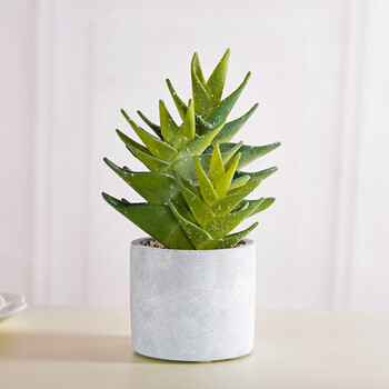 创意真多肉仙人掌小盆景桌面小摆件热带办公家居装 大号圆盆叠叶草