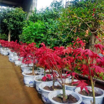 花明柳媚嫁接日本紅楓樹苗盆栽 盆景 美國紅楓苗木 庭院種植綠化花卉