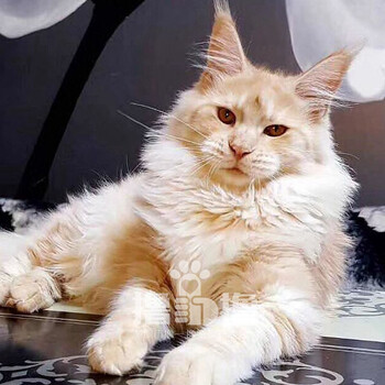 猫咪活体|带证血统猫|繁育级别赛级猫咪|乳白戴围脖wcf证书缅因猫_ 6