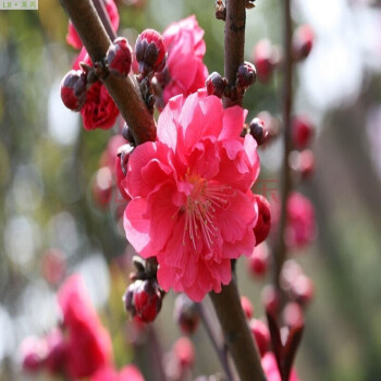 萊芮 紅梅臘梅綠梅苗造型盆景四季梅花苗美人梅素心臘梅花樹苗庭院