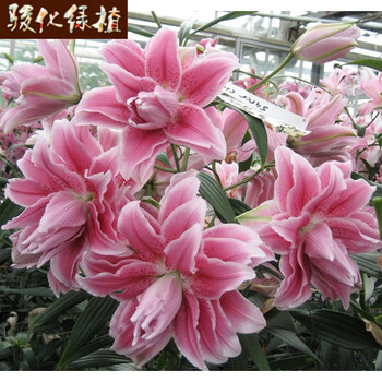 骏化现货荷兰进口重瓣香水东方百合16 18一代种球带芽包对版伊莎贝拉预售不含盆 图片价格品牌报价 京东 骏化现货荷兰进口重瓣香水东方百合16 18一代种球带芽包对版伊莎贝拉预售不含盆 图片价格品牌报价 京东