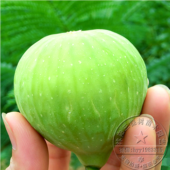 无花果树苗盆栽庭院阳台栽植南北方水果结果树苗 福建白蜜 80cm(含)