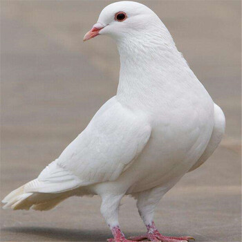 农村放养鸽子活体 宠物活鸽子 信鸽 活鸽子一对 活观赏鸽子 信鸽白色1