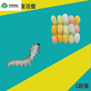 天然七彩蚕宝宝新鲜桑叶彩色蚕卵活体七彩蚕金丝小蚕 天然红丝小蚕10
