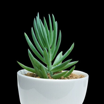 多肉植物吉娃娃 珊瑚珠 青星美人 秋丽丽娜连办公室盆栽绿植 蓝月亮高