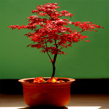 盆栽地栽日本樱花苗 庭院花卉红枫 桂花室内苗 庭院农田种植紫叶李 红王子锦带 2-3年苗 日本红枫 5年苗【图片 价格 品牌 报价】-京东
