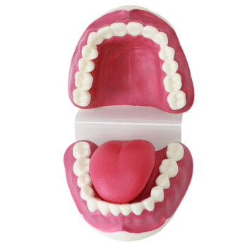海医HeyModel儿童早教刷牙模型人体牙齿放大牙护理教学演示模型口腔模型幼儿园教刷牙教学 03102放大2倍