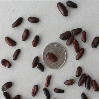 苗木种子 新采腊梅种子 蜡梅种子 梅花种子 一斤