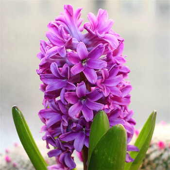风信子种球风信子水培套装盆栽土培植物花卉风信子种子花大球 浅紫