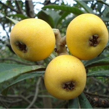 哆啦园艺庭院果树室内外枇杷苗庭院种植盆栽地