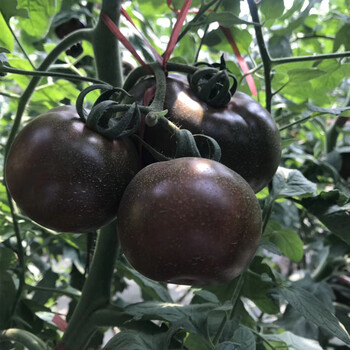 黑番茄种子黑西红柿 黑美人大黑番茄四季园艺阳台盆栽露地保护地蔬菜