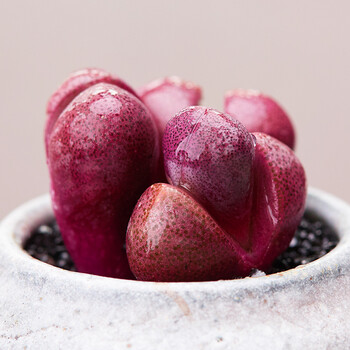 红帝玉生石花 多肉植物防辐射肉肉绿植办公室盆 单头1-2cm 裸根不带土