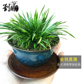 劉閣蘭花:优雅不失艳丽的花坛装饰