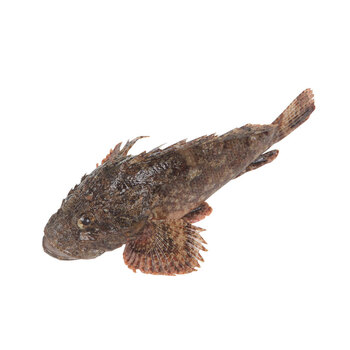 天然海捕海新鲜石头鱼 500g