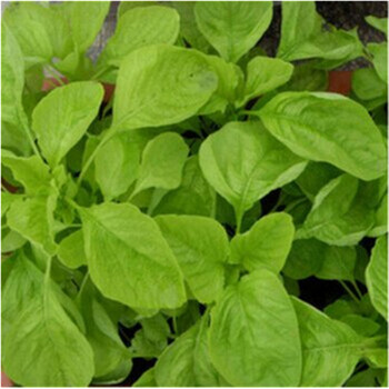 清雅(qingya) 蔬菜种子白圆叶苋菜 京东价【图片 价格 品牌 报价】-京