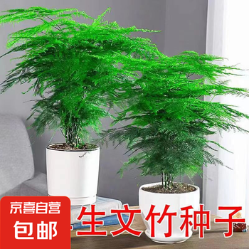 花梦花 新品文竹种子文竹盆栽室内种植室外耐寒花种文竹种籽四季庭院种
