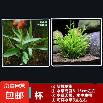 鱼缸懒人水草植物淡水有茎草缸造景水族箱中后景水族套餐包邮 随机一杯吸盘杯 无根发货