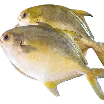 新鲜冷冻捕金鲳鱼【400-500g】含20-30%冰衣 金鲳鱼整条*1条