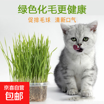 猫草种子营养土 手工种植猫草盆栽套盒 无土种植去毛球化毛猫零食 3包猫草种子