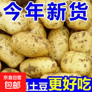 新鲜土豆现挖现发山东正宗黄心黄肉当季蔬菜马铃薯洋芋薯条3两起 山东土豆带箱2斤 中大果